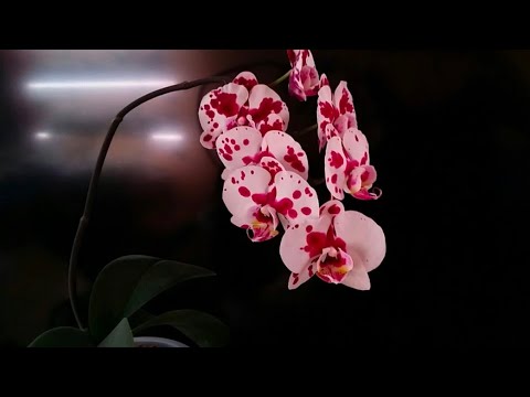 Видео: 05.09.24.Пересадка одной из самых первых Орхидей..