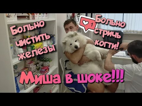 Видео: Путилково ВЛОГ самоедский  🦮 поход к ветеринару 🧑‍⚕️ страх чистить железы
