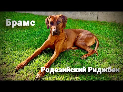 Видео: Родезийский Риджбек Брамс | нам уже 2 года