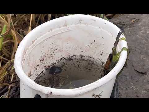 Видео: Бобмбовая рыбалочка осенью! Трофейный карась оборвал снасти!!!