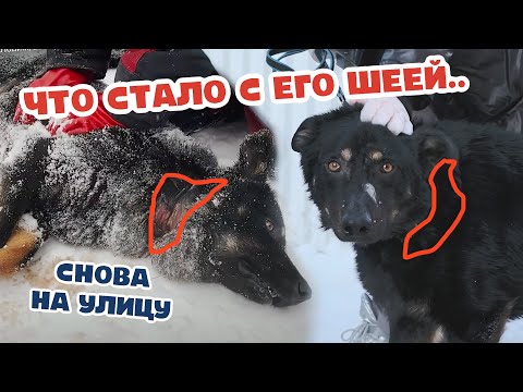 Видео: ПОРЕЗАННАЯ шея после лечения. Увозим собаку обратно на улицу. Семья не нашлась:(