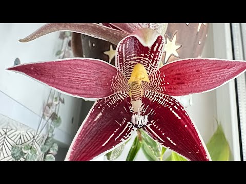 Видео: Шукаю квіти)…  Різдвяна зірка - Paphinia cristata