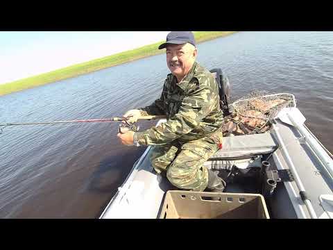 Видео: Рыбалка с товарищем , спиннинг  3 июля 2023 года  разливы реки Обь