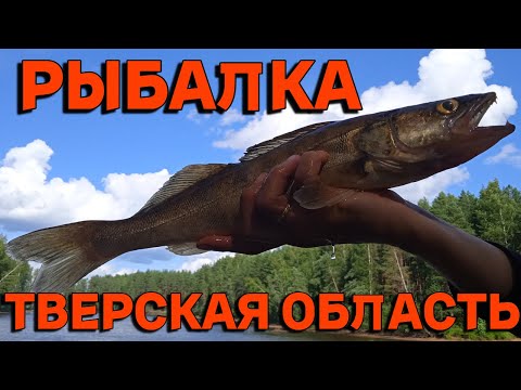 Видео: РЫБАЛКА в Тверской области. Отдых с палатками. Красивые места! Рыбалка 2024. Река Молога.Часть 1