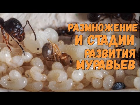 Видео: Размножение и стадии развития муравьев