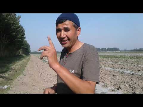 Видео: Ковунга дори солдик. Тарвуз палаг отишни бошлади капамиз хам тайор булиб колди.