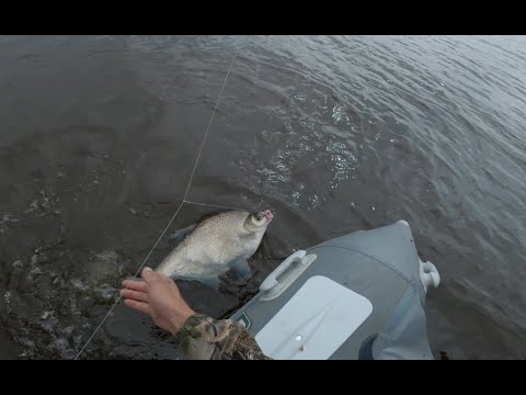 Видео: На резинку в большую воду. ( лещ, желтощёк, краснопёрка.)