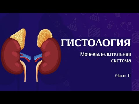 Видео: Гистология Выделительная система (часть 1)