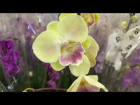 Видео: "ОБИ" ШИКАРНЫЙ ЗАВОЗ ОРХИДЕЙ / МНОГО БИГ ЛИПОВ /