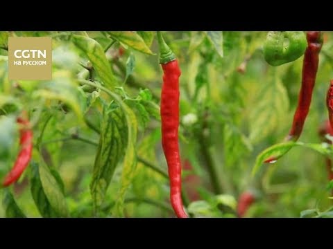 Видео: Китай на кончике языка Серия 6 Гармония пяти вкусов Часть 2[Age 0+]