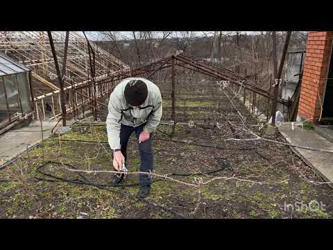 Видео: Виноград неукрывной селекции Кашич В.П. Формировка винограда