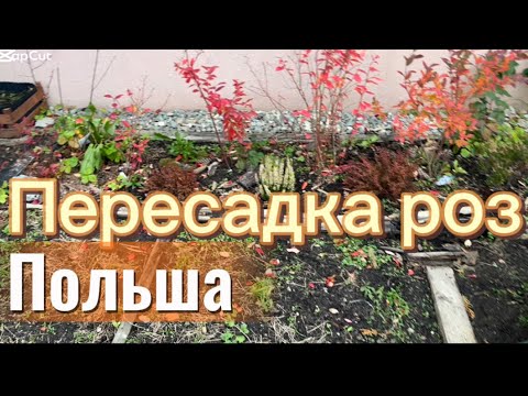 Видео:  #садиогород ✅❤️ Пересадка роз . Коментарии . 