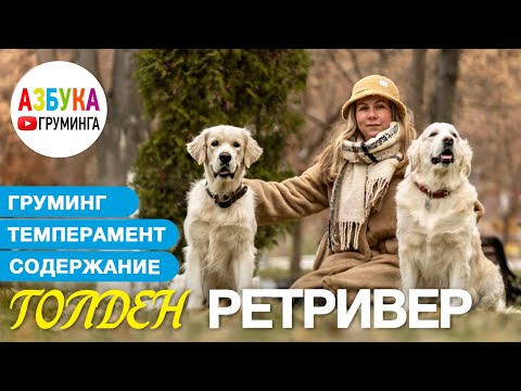 Видео: Голден Ретривер. Груминг, уход, выбор щенка