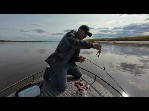 Видео: ловля налима в ненецком ао
