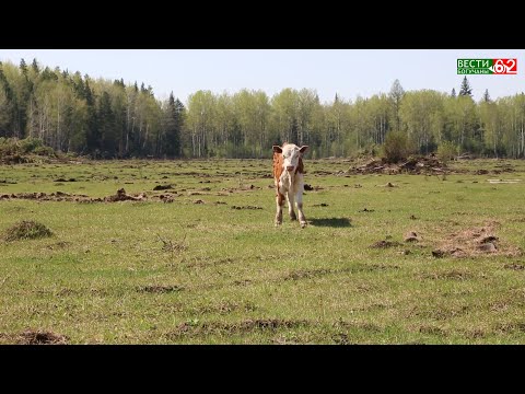 Видео: История развития фермерского хозяйства в сибирской глубинке