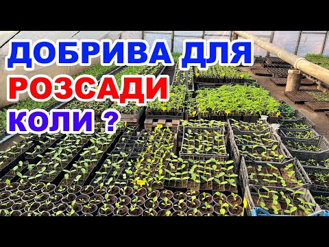 Видео: Коли робити першу підживку розсади ? Перша підживка розсади перцю та баклажанів