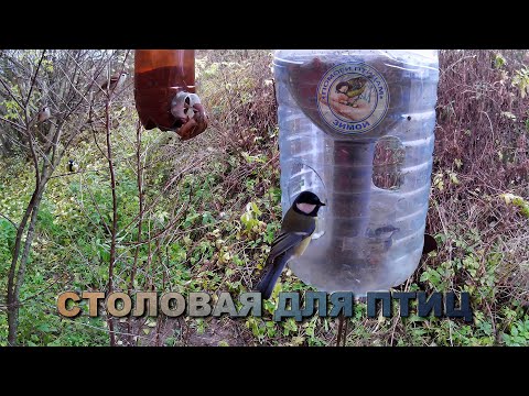 Видео: Кормушка с семечками и просо 27 октября 2025 года (04)