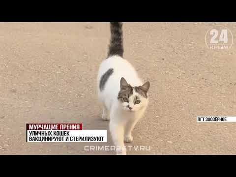 Видео: Снесли кошкин дом в Евпатории