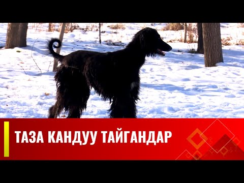 Видео: Таза кандуу тайгандар // УЛУУ МУРАС көрсөтүүсү