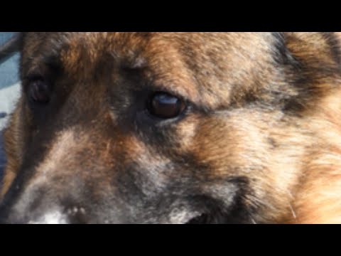 Видео: песня про немецкую овчарку „ко мне Мухтар, дай лапу верный пëс!”