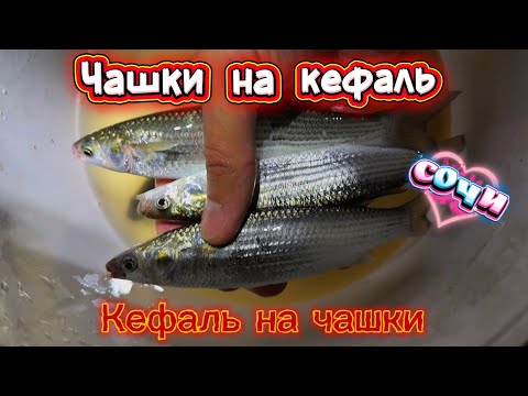 Видео: Как поймать кефаль без удочки? Секрет черноморских рыбаков — чашки! #fishing #рыбалка #sochi #сочи 