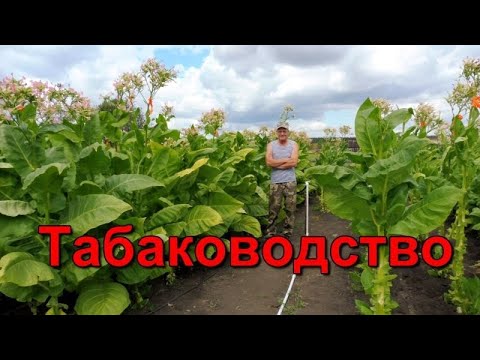 Видео: Выращивание Табака от посева до уборки урожая.