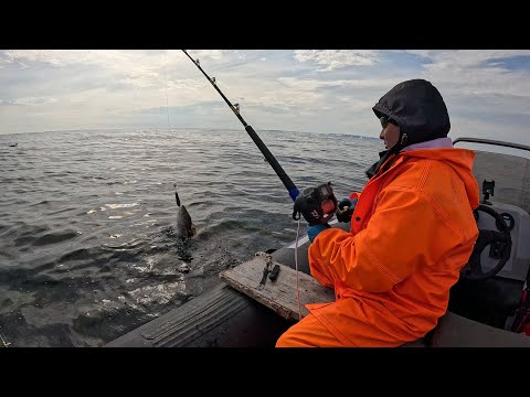 Видео: ТРУДОВАЯ МОРСКАЯ РЫБАЛКА НА БАРЕНЦЕВОМ МОРЕ / SEA FISHING IN THE BARENTS SEA