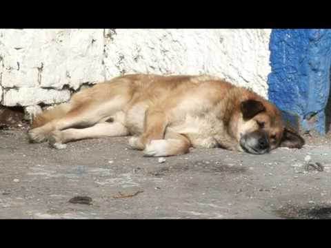 Видео: Край без окраин: Как добраться в Плотбище?