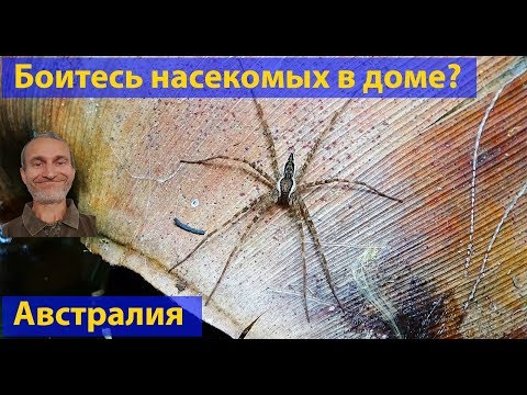 Видео: Природа Австралии. Боитесь насекомых в доме? (видео 007)