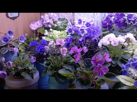 Видео: Обзор фиалок , Новинки зацвели🥰🌺🌷💐