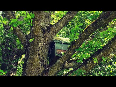 Видео: Пчеловодство. Роеловство. Опять прилетел случайный рой на дачу!