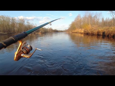 Видео: Весенняя рыбалка 2023. Беренджа, Диктанга