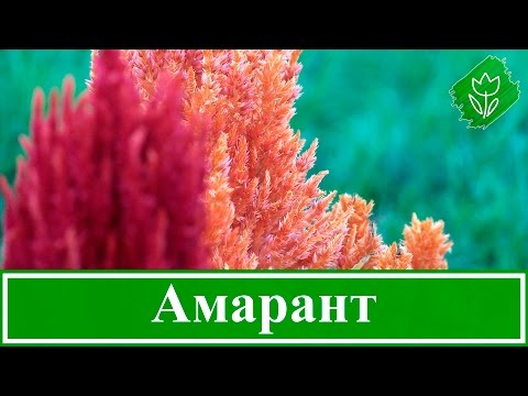 Видео: 🌾 Цветок амарант – посадка и уход, выращивание амаранта; вред и польза амаранта