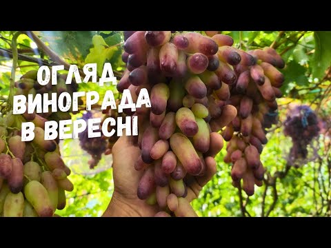 Видео: Виноград в вересні продовження.