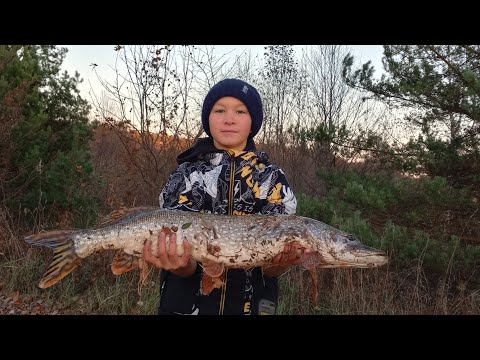 Видео: Рыбалка на щуку осенью | День здоровья на природе | Свежий осенний воздух