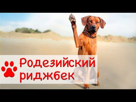 Видео: Родезийский риджбек | Характер, уход и воспитание