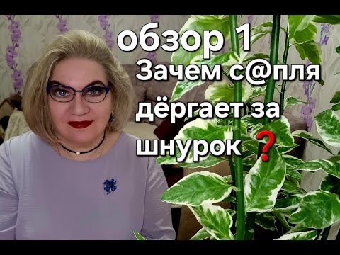 Видео: Зачем с@пля дёргает за шнурок