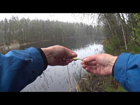 Видео: Рыбалка и разведка дикого лесного озера в Швеции.