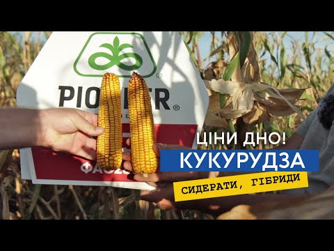 Видео: Вітер виложив кукурудзу. Порівнюємо гібриди Піонер та Сингенти після сидератів. Ціни нема, зерно є!