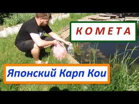 Видео: Покупка рыб для пруда. Карп кои и комета, золотая рыбка