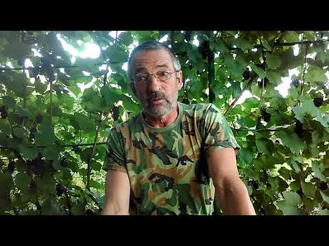 Видео: Вино из алычи 2 часть.