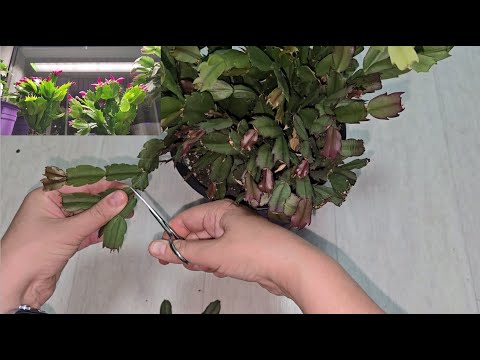 Видео: ЛЕТОМ СДЕЛАЙ ТАК с ДЕКАБРИСТОМ и будет цвести круглый год