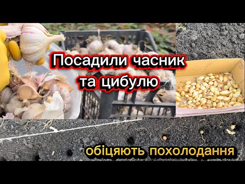 Видео: Посадили часник та цибулю. 5 листопада 