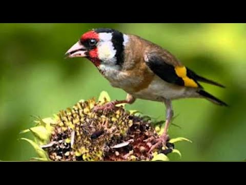 Видео: ЧОРСУ КУШ БОЗОРИ 29 декабрь