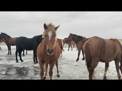 Видео: Пригнал лошадей на точку,коровы пасутся.
