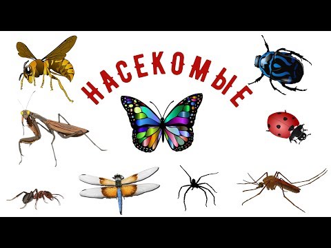 Видео: Насекомые для детей. Развивающее видео.