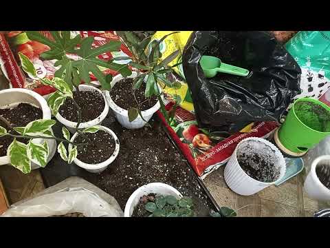 Видео: Для тех кто любит пересадочки!