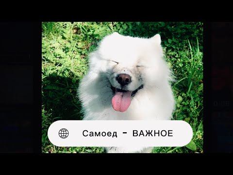 Видео: Самоед. ВАЖНОЕ дополнение.