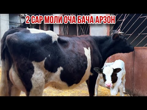 Видео: Молхои оча бача аз даваи Гозиен Салим бобо арзон 4 ноября 2025 г.
