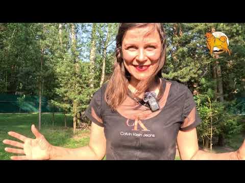 Видео: Выбираем щенка КАРЕЛО-ФИНСКОЙ ЛАЙКИ в клубе СУОМЕН? To choose the FINNISH SPITZ puppy in SUOMENClub!